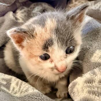Pita -  Domestic Short Hair Cat for Adoption in Mt. Juliet, Tennessee - Pita | PetCurious