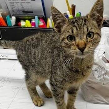 American Shorthair Cats Available for Adoption - Beans | PetCurious