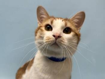 Ollie -  Domestic Short Hair Cat for Adoption in Golden Valley, Minnesota - Ollie | PetCurious