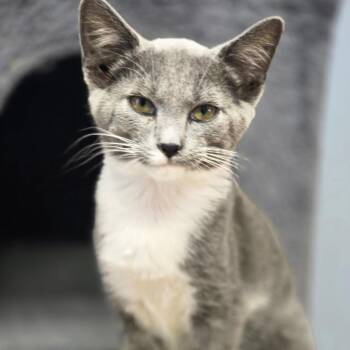 Dolly -  Domestic Short Hair Cat for Adoption in Huntsville, Alabama - Dolly | PetCurious