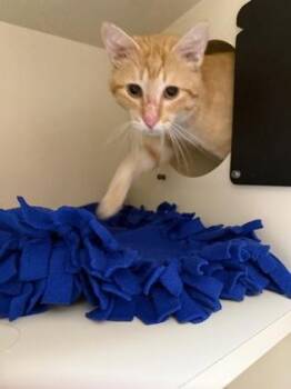 Nolan -  Domestic Short Hair Cat for Adoption in Pequot Lakes, Minnesota - Nolan | PetCurious