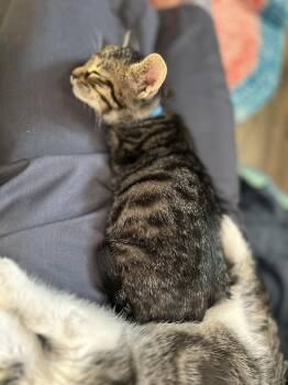 Milk dud (Candy A) -  Domestic Short Hair Cat Available for Adoption in Warrington, Pennsylvania - Milk Dud (Candy A) | PetCurious