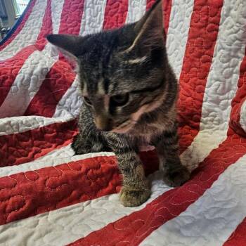 Rolex -  Domestic Short Hair Cat for Adoption in Columbus, North Carolina - Rolex | PetCurious