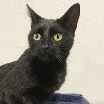 Rescue Domestic Short Hair Cats for Adoption in Tampa, Florida - Amelia | PetCurious