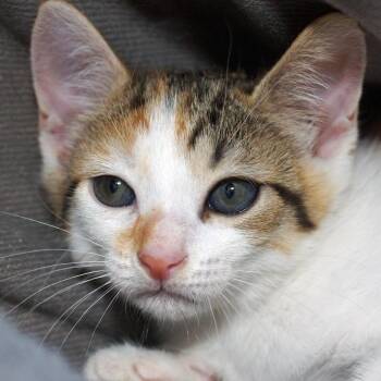 Shoo -  Domestic Short Hair Cat for Adoption in West Palm Beach, Florida - Shoo | PetCurious