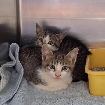 Domestic Medium Hair Cats Available for Adoption in Auburn, Alabama - Skyrim | PetCurious