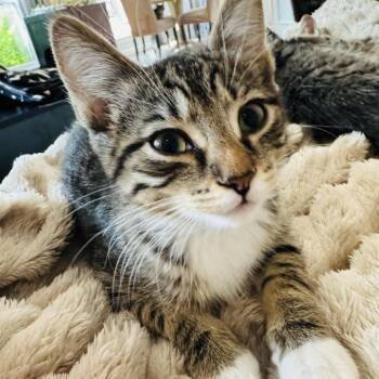 Pretzel and Potato Chip -  Domestic Short Hair Cat for Adoption in Fort Worth, Texas - Pretzel And Potato Chip | PetCurious