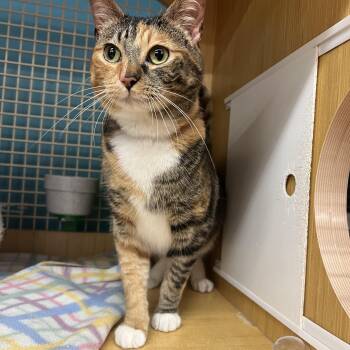 Briar -  Domestic Short Hair Cat for Adoption in Manhattan, Kansas - Briar | PetCurious