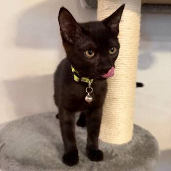Xena -  Domestic Short Hair Cat for Adoption in Midland, Texas - Xena | PetCurious