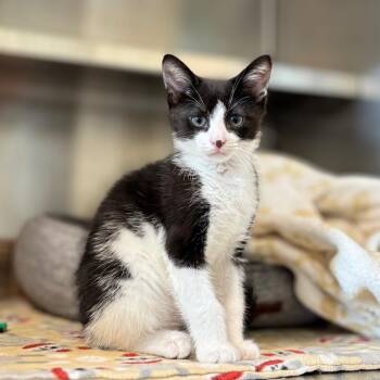 Walter -  Domestic Short Hair Cat for Adoption in Nashville, Indiana - Walter | PetCurious