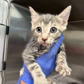 Mouse -  American Shorthair and Domestic Short Hair Cat for Adoption in Marshall, Texas - Mouse | PetCurious