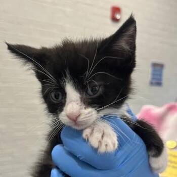 Peach Green Tea Lemonade -  Domestic Short Hair Cat for Adoption in Dearborn, Michigan - Peach Green Tea Lemonade | PetCurious