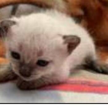 Dionne -  Domestic Short Hair Cat for Adoption - Dionne | PetCurious