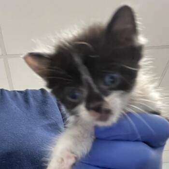 Vaness -  Domestic Short Hair Cat for Adoption in Philadelphia, Pennsylvania - Vaness | PetCurious