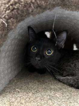 Nala -  Domestic Short Hair Cat Available for Adoption in Alafaya, Florida - Nala | PetCurious