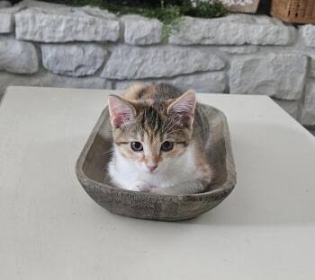 Autumn -  Domestic Short Hair Cat for Adoption in Maineville, Ohio - Autumn | PetCurious