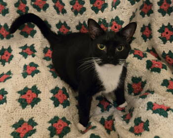 Rescue Domestic Short Hair Cats for Adoption in Winslow Township, New Jersey - Audrey | PetCurious