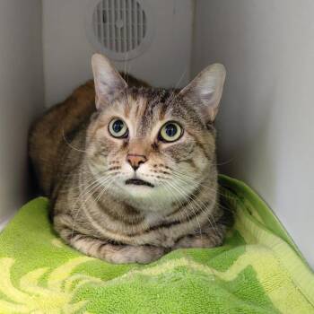 Domestic Short Hair Cats Available for Adoption - Genesis | PetCurious