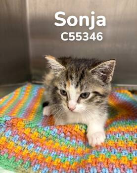 Domestic Short Hair Cats Available for Adoption in Clarksville, Tennessee - Sonja | PetCurious