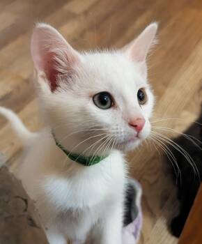 Rescue Domestic Short Hair Cats for Adoption in Lenexa, Kansas - Jinu | PetCurious