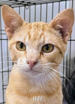Riff -  Domestic Short Hair Cat for Adoption in Colfax, Iowa - Riff | PetCurious
