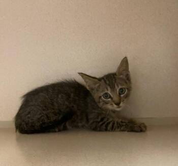 Scorch -  Domestic Short Hair Cat for Adoption in Chino Valley, Arizona - Scorch | PetCurious