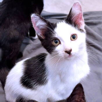 Rescue Domestic Short Hair Cats for Adoption in Rutherfordton, North Carolina - Dill | PetCurious
