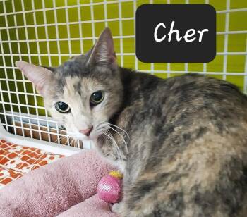 Domestic Short Hair Cats Available for Adoption in Dallas, Texas - Cher 0460 | PetCurious