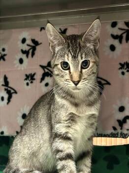 MACY -  Domestic Short Hair Cat for Adoption in Sacramento, California - MACY | PetCurious