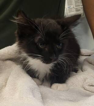 Domino -  Domestic Short Hair Cat for Adoption in New York, New York - Domino | PetCurious