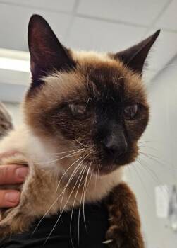 Caspian -  Domestic Short Hair Cat for Adoption in Lafayette, Indiana - Caspian | PetCurious
