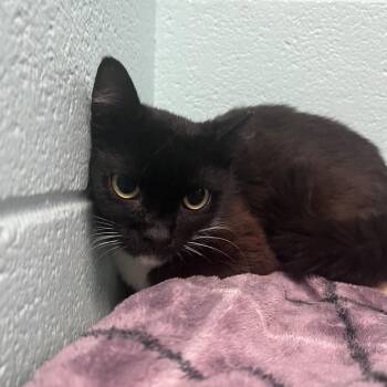 Syrax -  Domestic Short Hair Cat for Adoption in New York, New York - Syrax | PetCurious