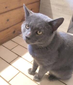 Rescue Domestic Short Hair Cats for Adoption in Gardiner, New York - Big Cuddles, The Head- Butting Lap-cat Who Needs To Be With You! | PetCurious