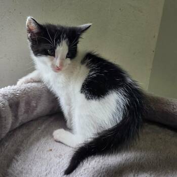 Edgar 3957 -  Domestic Short Hair Cat for Adoption in Hamilton, Georgia - Edgar 3957 | PetCurious