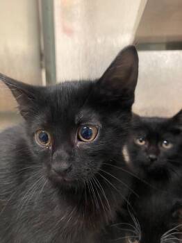 Domestic Short Hair Cats Available for Adoption in Plano, Texas - Sissy A217223 | PetCurious