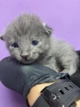 Domestic Short Hair Cats Available for Adoption - 60550919 | PetCurious