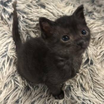 Vega -  Domestic Short Hair Cat for Adoption in Roswell, Georgia - Vega | PetCurious