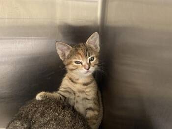 BONITA -  Domestic Short Hair Cat for Adoption in Tustin, California - BONITA | PetCurious