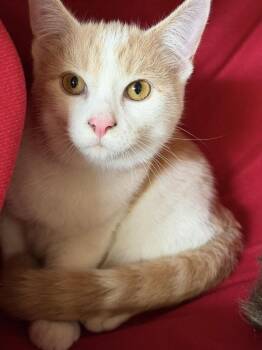 Leo -  Domestic Short Hair Cat for Adoption in Chicago, Illinois - Leo | PetCurious