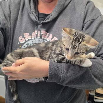 PONCHO -  Domestic Short Hair Cat for Adoption in Willows, California - PONCHO | PetCurious