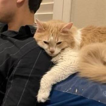 Jake -  Domestic Long Hair Cat for Adoption in Houston, Texas - Jake | PetCurious