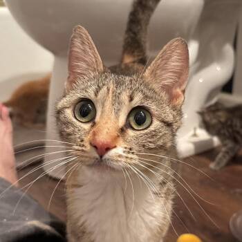 Faye -  Domestic Short Hair Cat for Adoption in Overland Park, Kansas - Faye | PetCurious