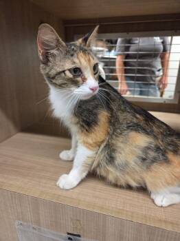 Rain -  Domestic Short Hair Cat for Adoption in Bossier City, Louisiana - Rain | PetCurious