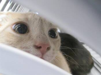 SIMBA -  Domestic Short Hair Cat for Adoption in Ocala, Florida - SIMBA | PetCurious