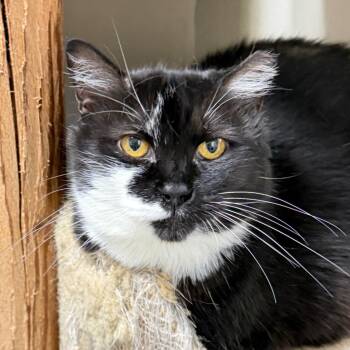 ROSE -  Domestic Medium Hair Cat for Adoption in Battle Creek, Michigan - ROSE | PetCurious