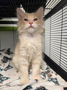 Tyrone -  Domestic Short Hair Cat for Adoption in Barron, Wisconsin - Tyrone | PetCurious