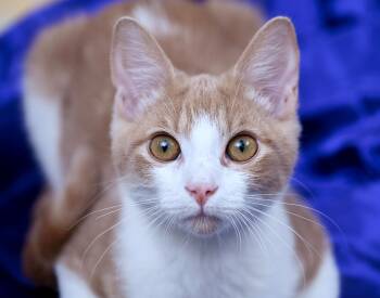 Ghost Rider -  Tabby and Domestic Short Hair Cat for Adoption in Chattanooga, Tennessee - Ghost Rider | PetCurious
