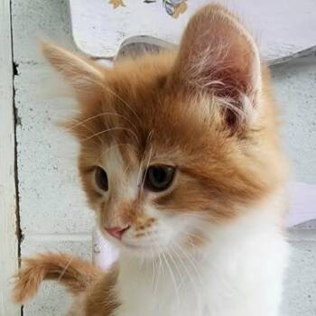 Domestic Medium Hair Cats Available for Adoption in Shinnston, West Virginia - Aquaman | PetCurious