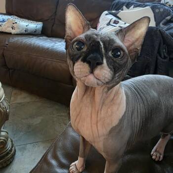 Anubis -  Sphynx Hairless Cat Cat for Adoption in Fort Lauderdale, Florida - Anubis | PetCurious