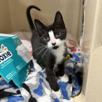 Domestic Short Hair and Tuxedo Cats Available for Adoption - Carl Edwards | PetCurious